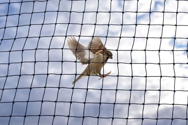 Bird Net Service